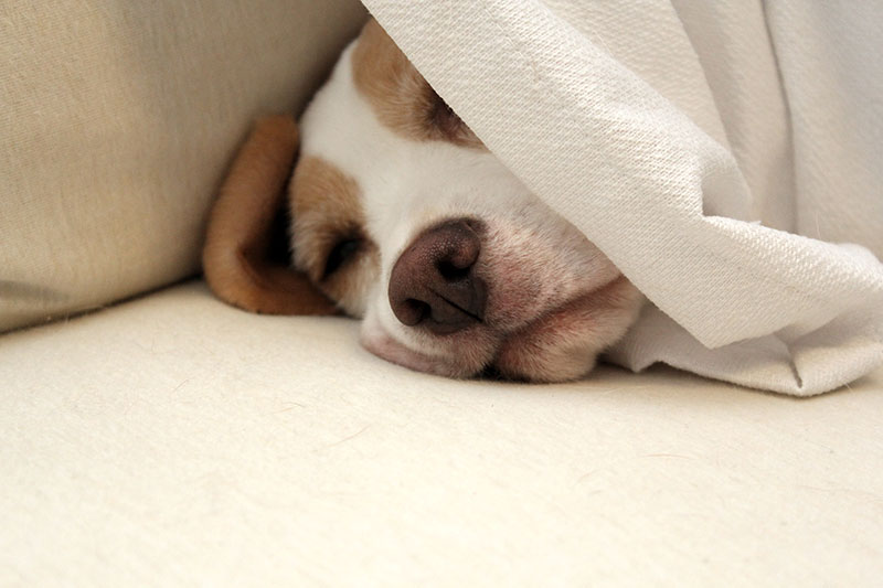 睡眠