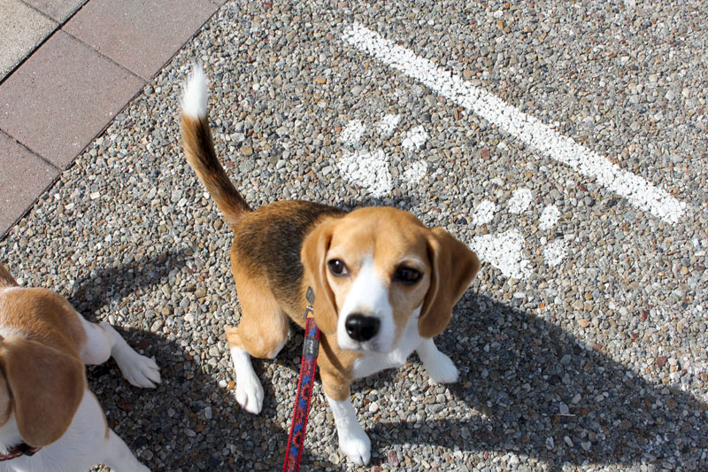 犬の停止線