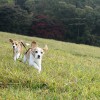 はじめての清里ビーグル紀行　その6