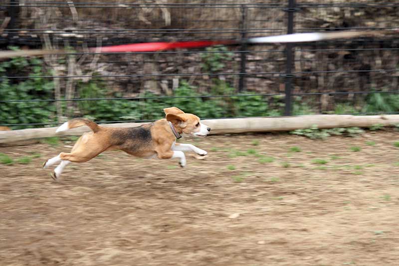 飛行犬