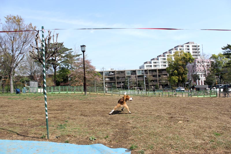 獲物はどこだ