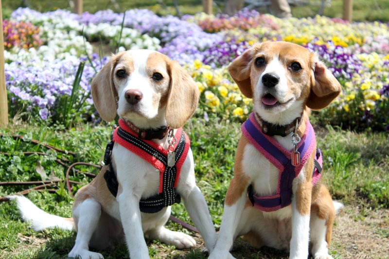 春の花壇とビーグル