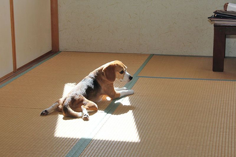 日なたにたたずむ