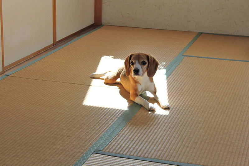 こっち見る