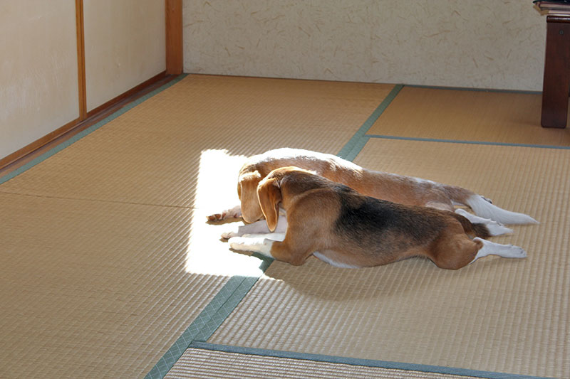 花豆も来た