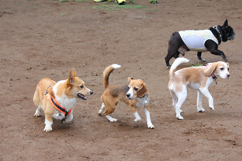 運動会