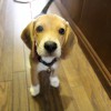 二代目看板犬・アロエちゃん