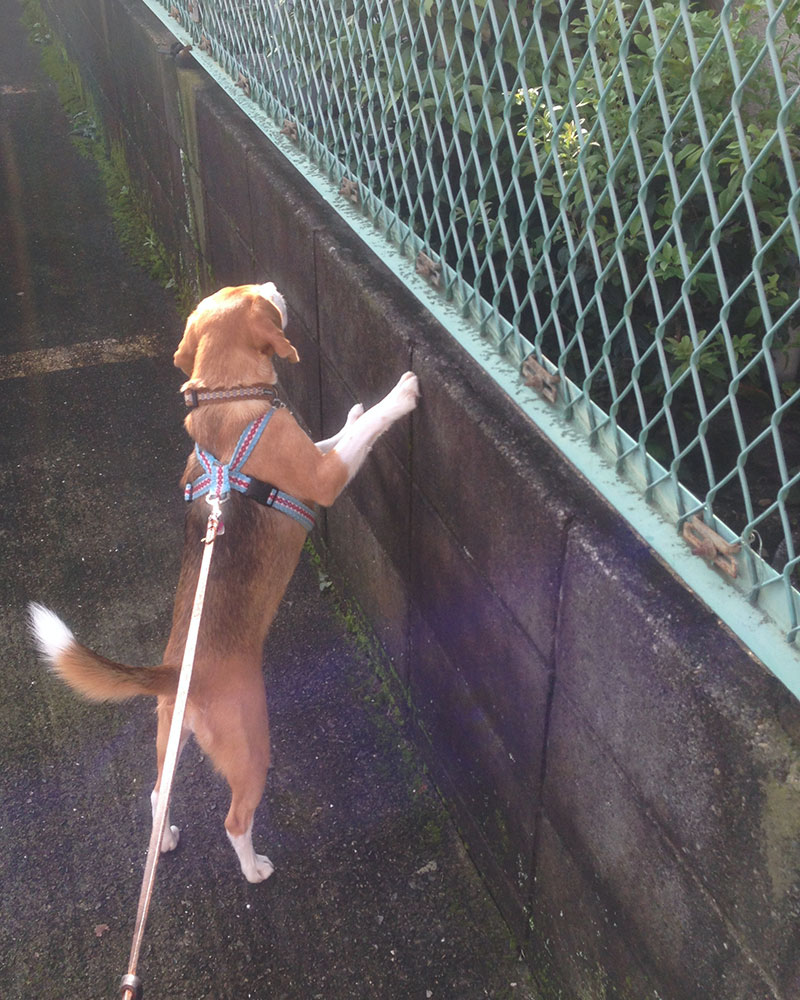 向こうが気になる