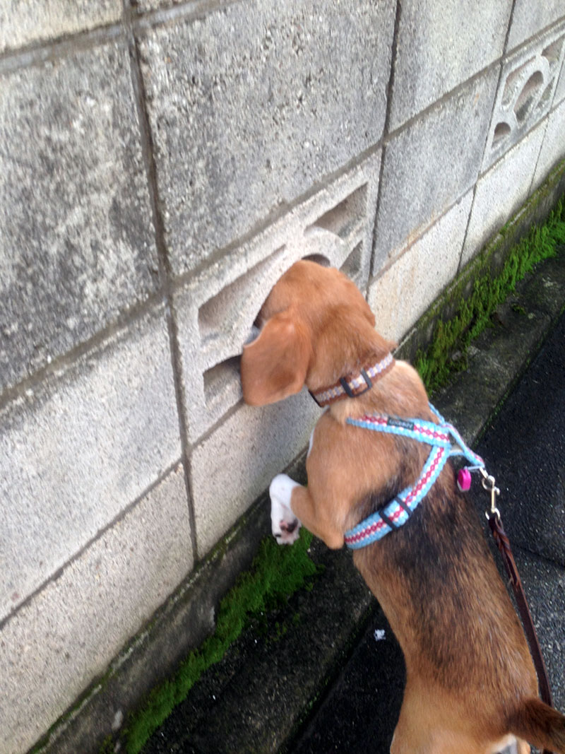 相当気になる