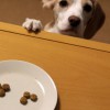 ロイヤルカナンの低分子プロテイン食べてます