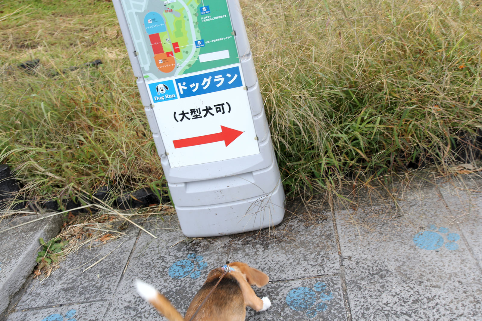 足柄のドッグランへ