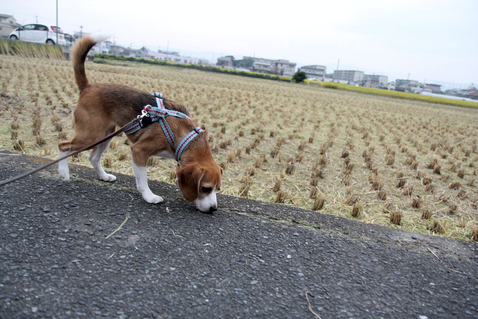 田んぼ脇をお散歩