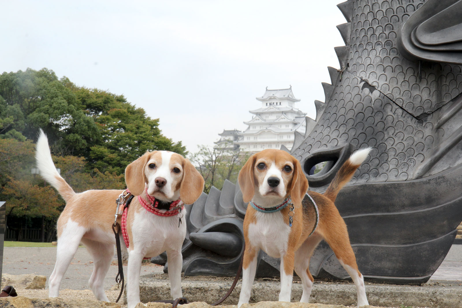 空花としゃちほこ