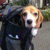 リクセンカウルのドギーで自転車に乗るのだ