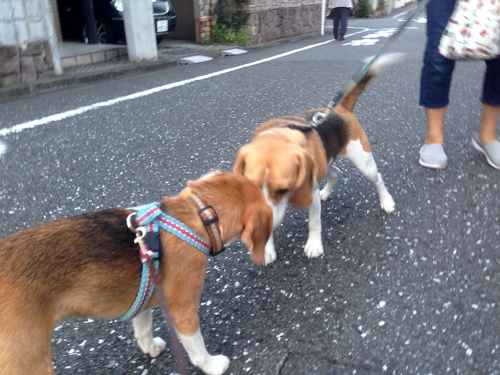 そらくんが来た