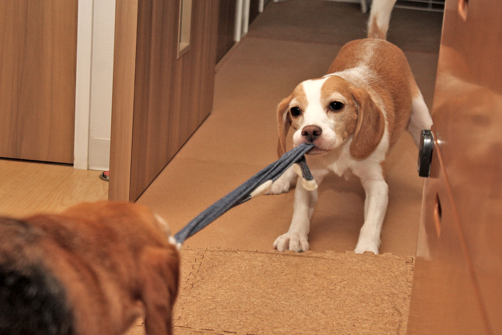 綱引き状態