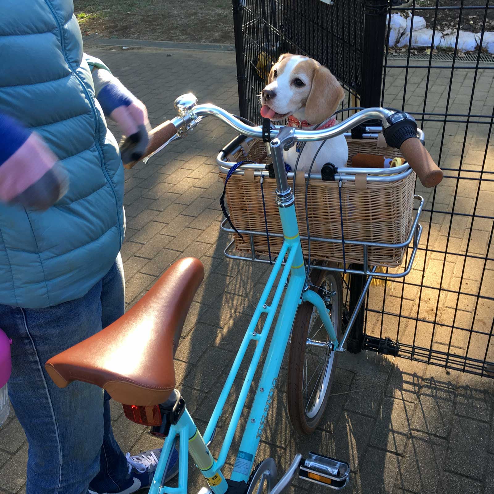 カゴ入り花豆とbrunoの自転車