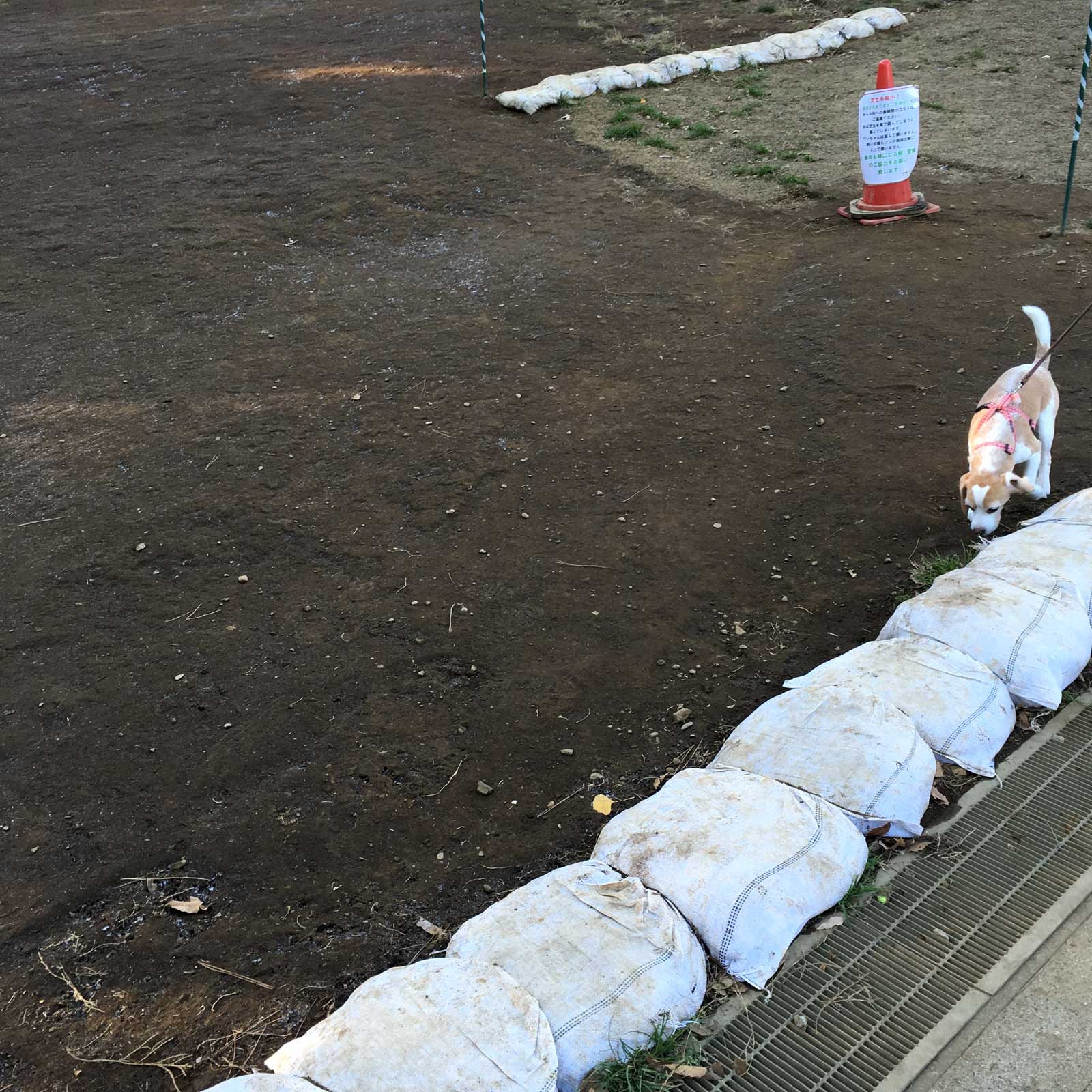 芦花公園ドッグランの冬