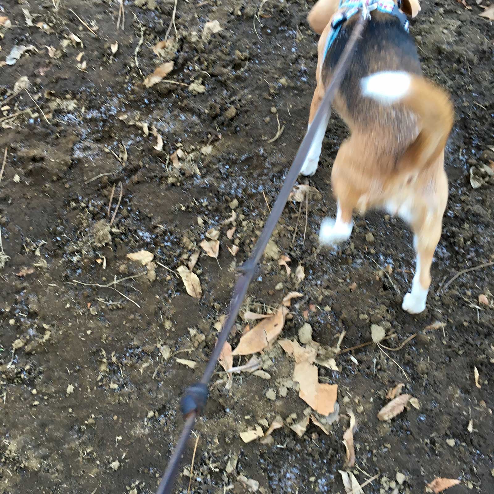 霜が降りてる