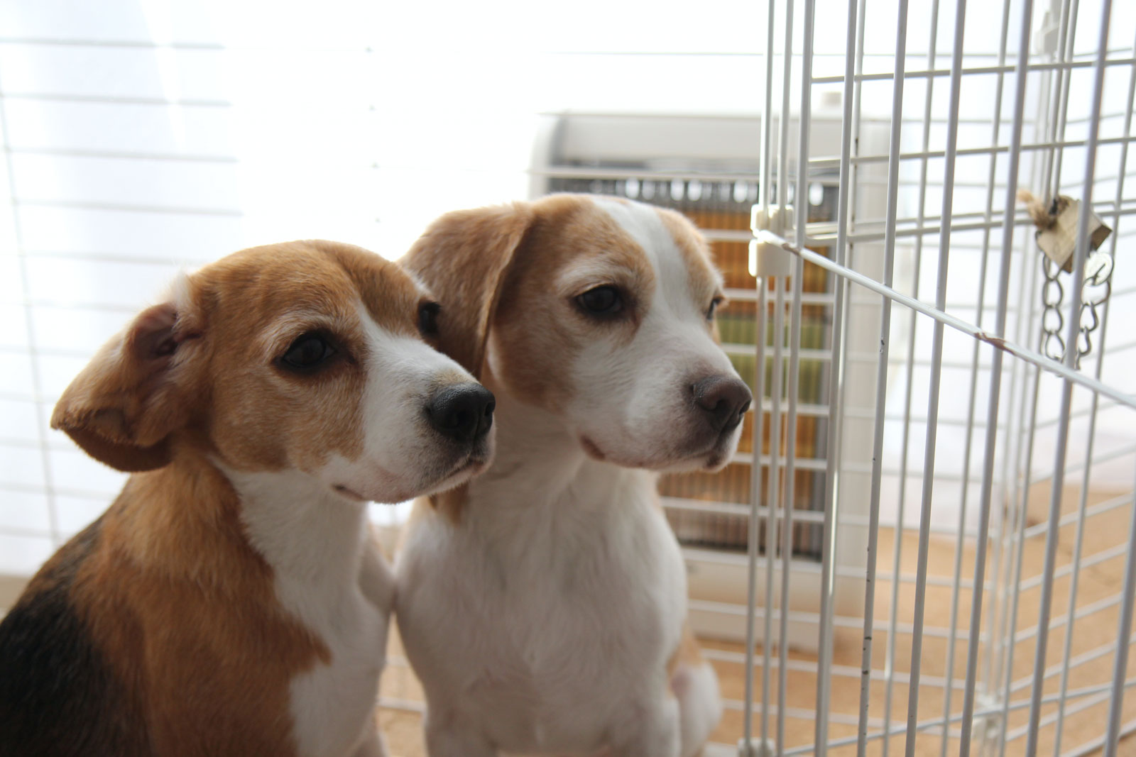 寄り添う姉妹犬