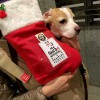 クリスマス会