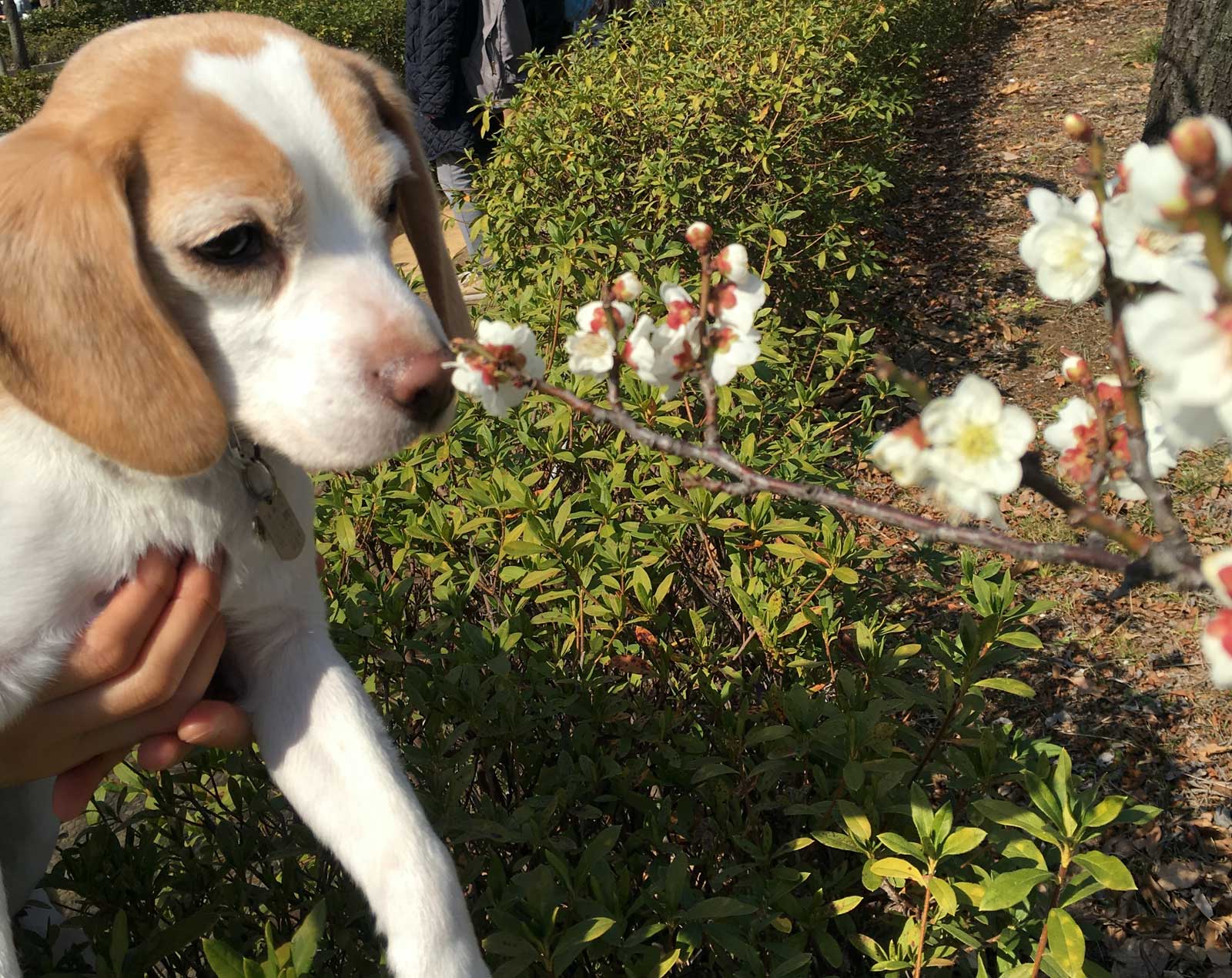考える花豆