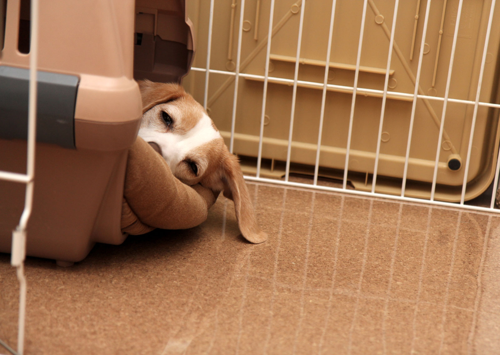 もう寝てる