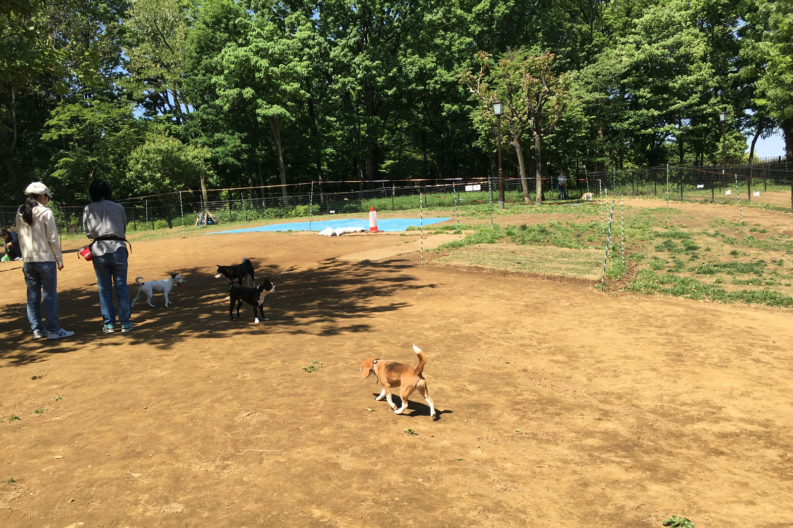 初夏の芦花公園
