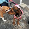 メープルさんとの再会