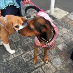 メープルさんとの再会
