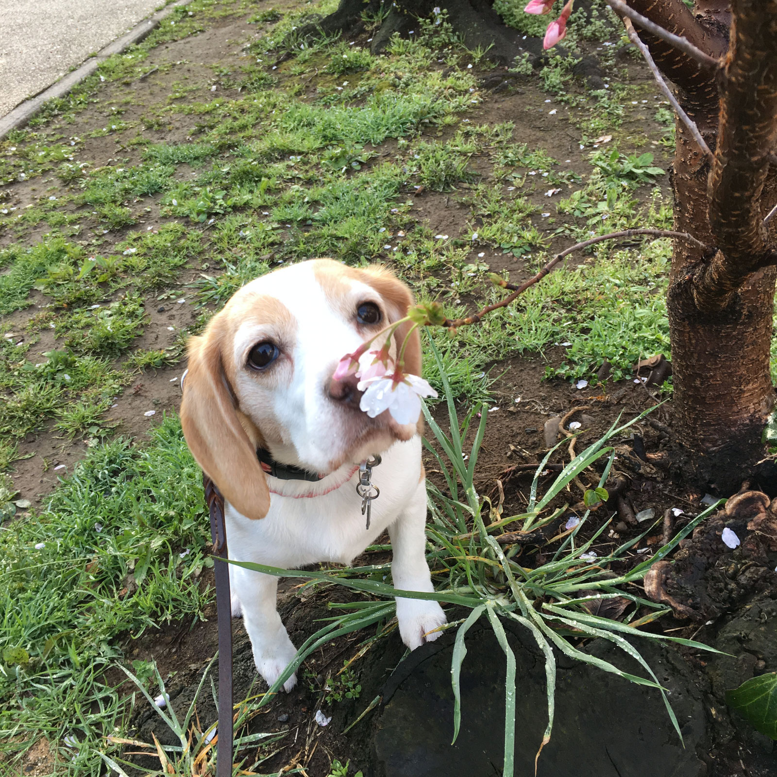 桜の香り