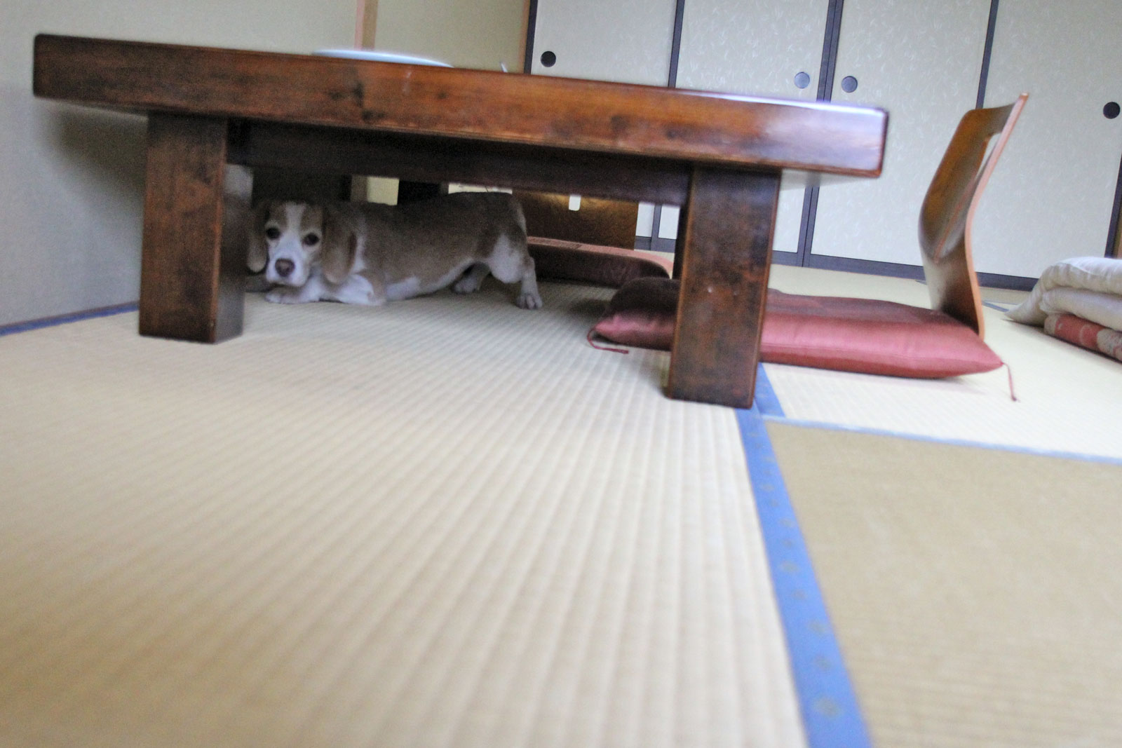 ハンター花豆
