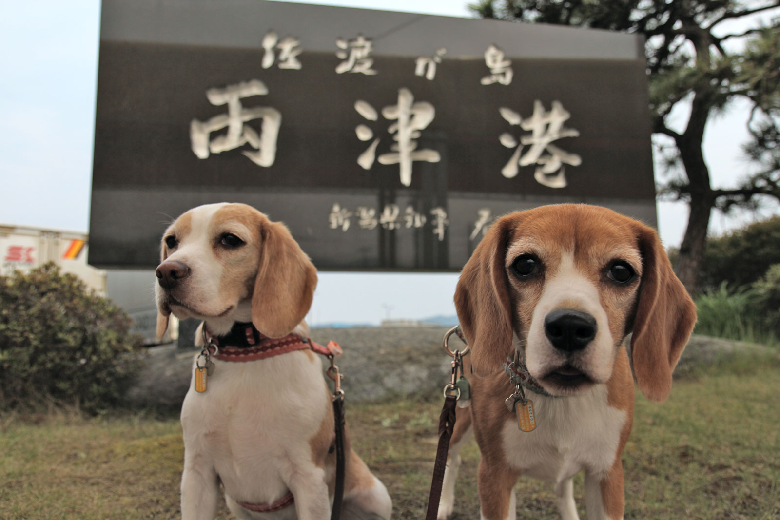 両津港