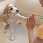 「アルプス一万尺」動画版が「いぬのきもち」に登場