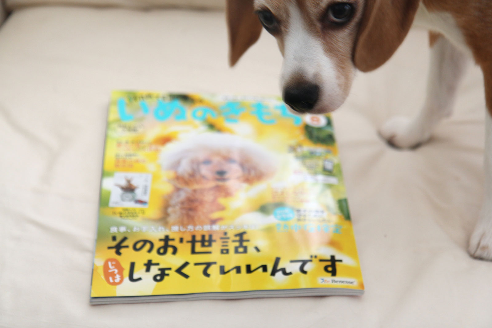 いぬのきもち2016年8月号