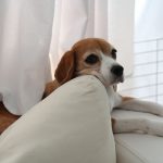 ベスポジ