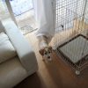 花豆、罠にハマる