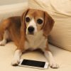 スマホ