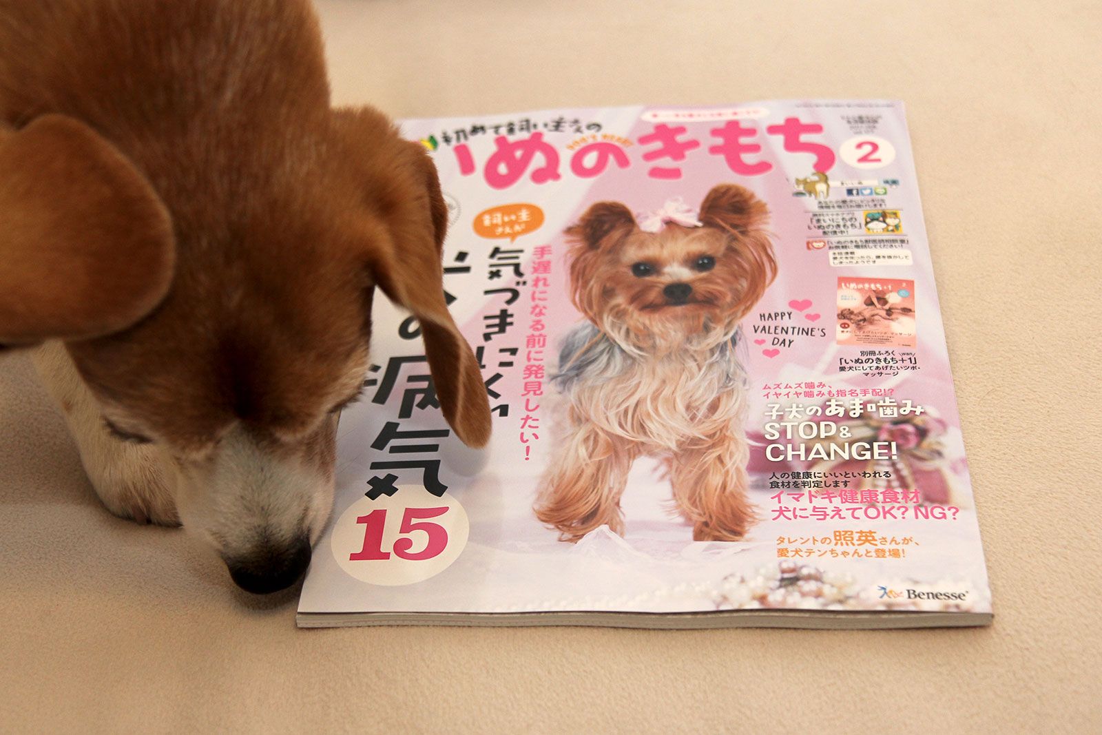 いぬのきもち2017年2月号