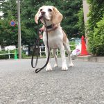 ひとりでおさんぽ