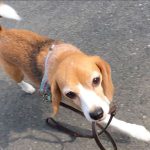 続・ひとりでおさんぽ