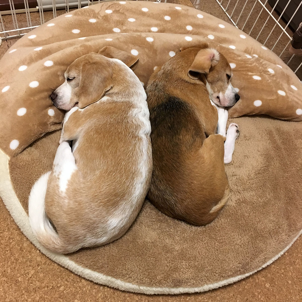 しまドラの使い方6