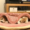 しまドラの正しそうな使い方。