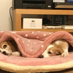 しまドラの正しそうな使い方。