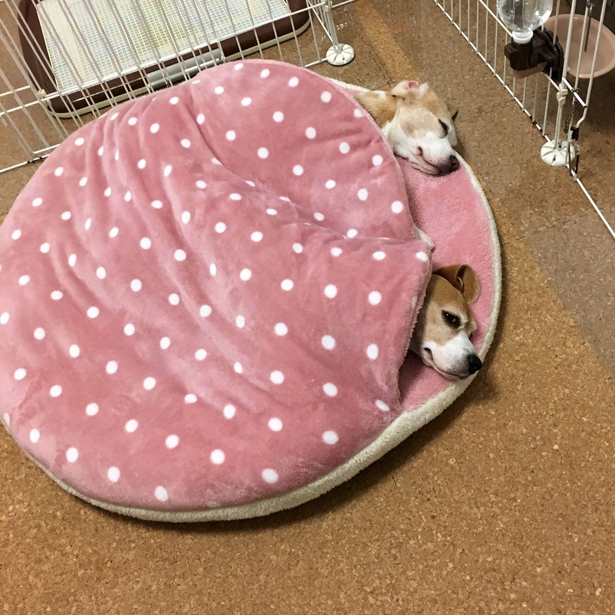 しまドラの使い方12