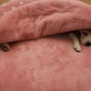 新種!? 胴長ビーグル