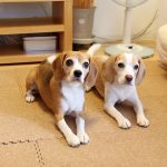 シンクロ連続フセオスワリ