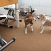 朝から大騒ぎ