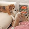 ストーブ前にて
