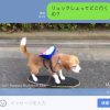 LINEユーザ必見！空豆の動画がPEANUTS公認に